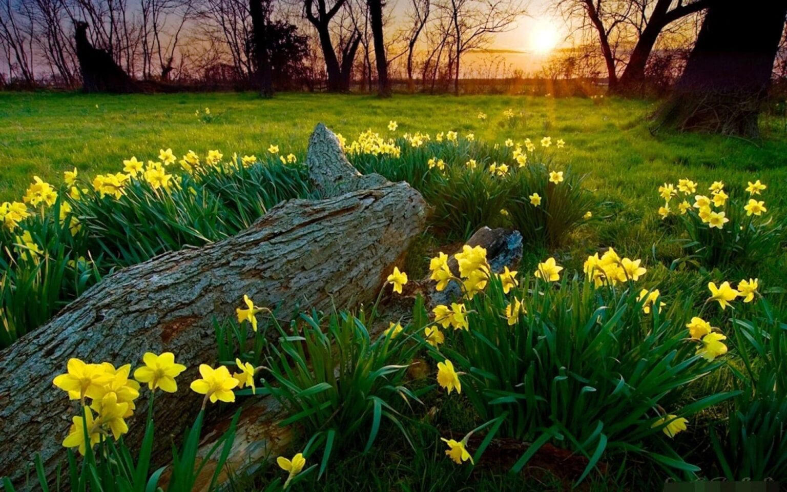 Жёлтые нарциссы цветут на лесной поляне на фоне закатного солнца и деревьев — символ весеннего пробуждения природы в Молдове