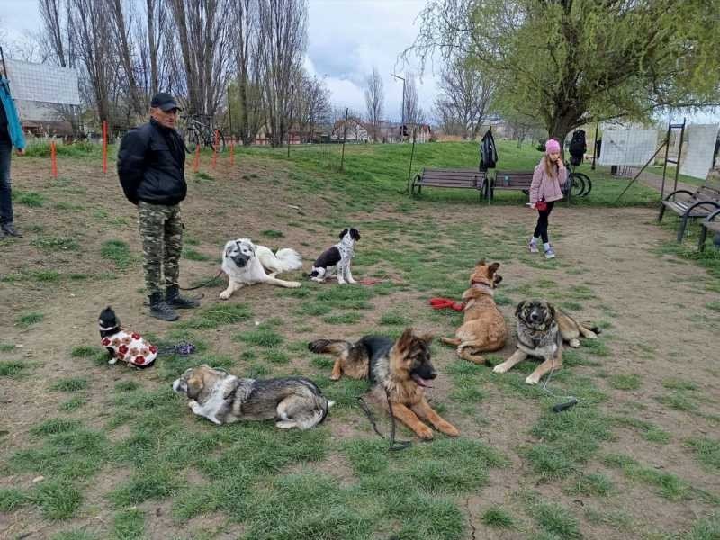 Собаки разных пород отдыхают на траве в парке под присмотром кинолога во время занятия по дрессировке в Бихоре