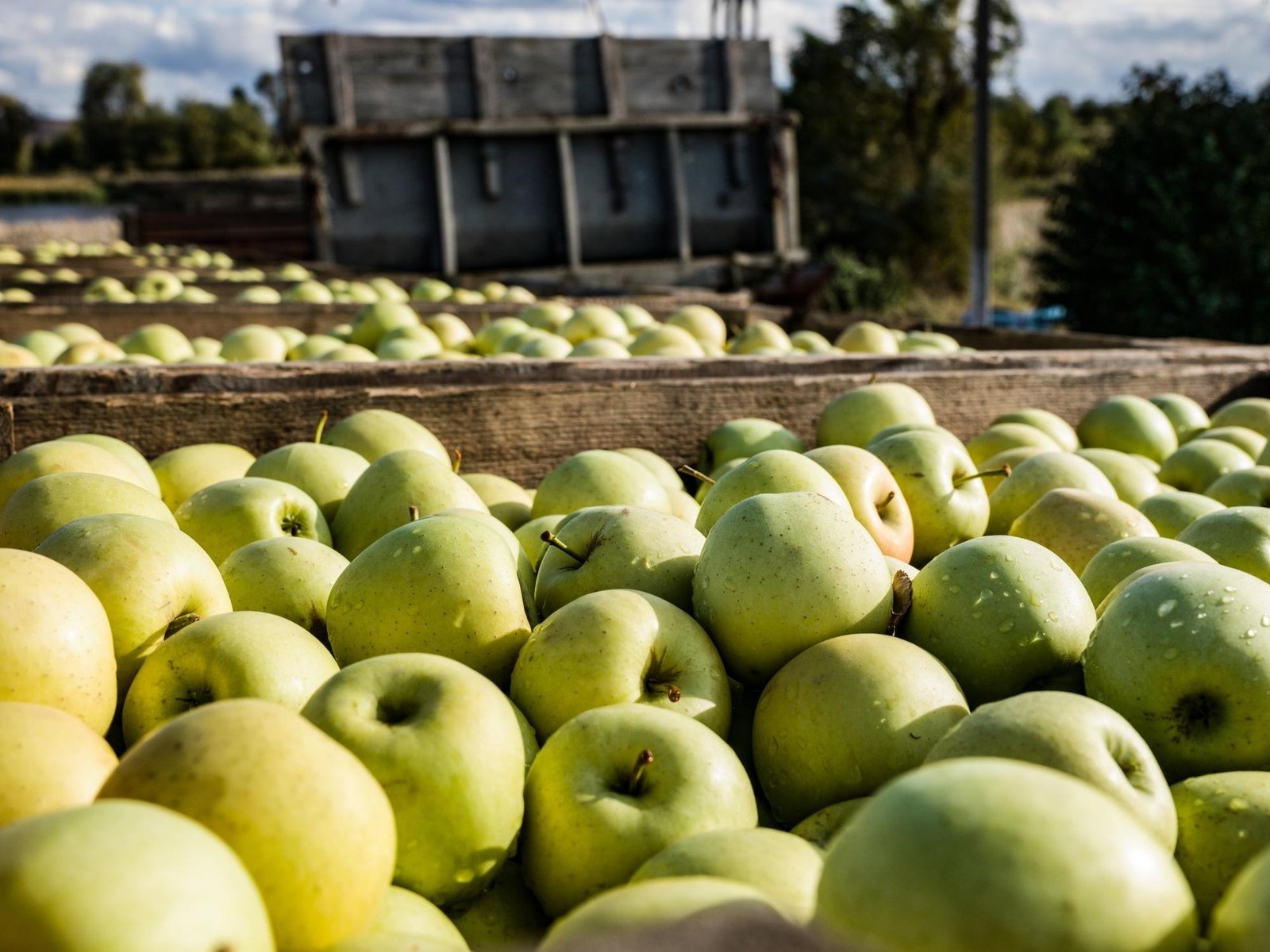Ящики с урожаем зелёных яблок на ферме в Молдове — проект «Фруктовый сад Молдовы» финансируется Европейским инвестиционным банком