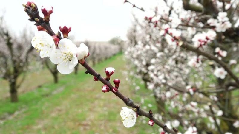 Цветущая ветка плодового дерева в молдавском саду на фоне рядов цветущих абрикосов и черешен