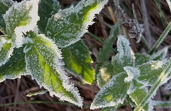 Крупный план: иней обрамляет листья растений — весенние заморозки в Болгарии угрожают цветущим фруктовым деревьям и ранним овощным культурам