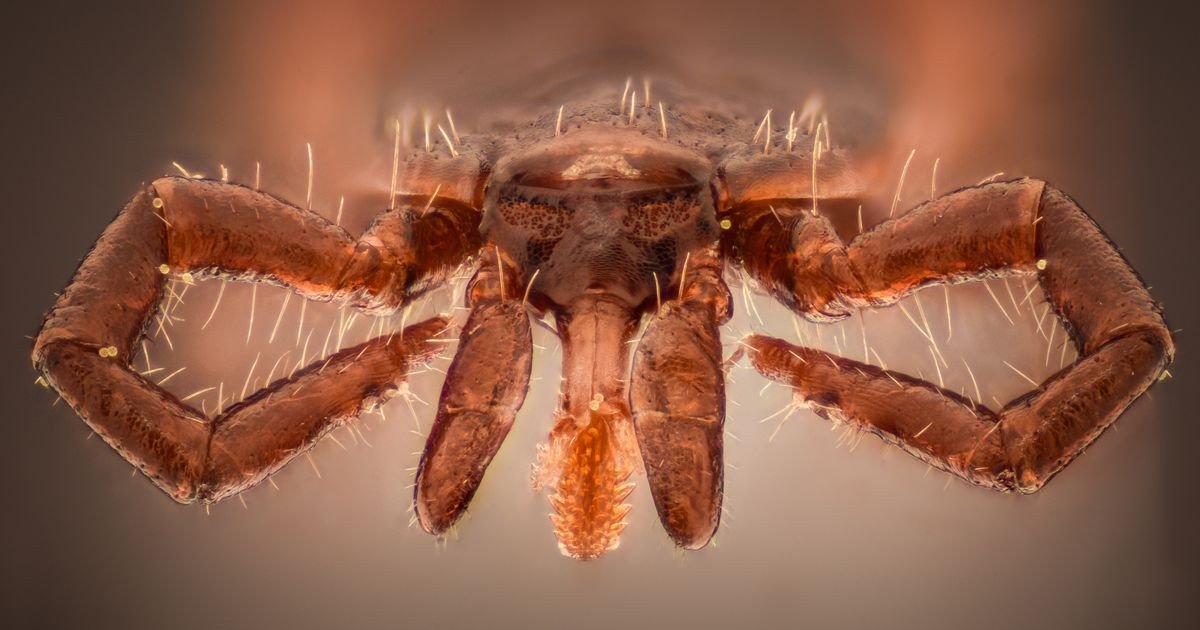 Макросъёмка клеща крупным планом — переносчик клещевых инфекций