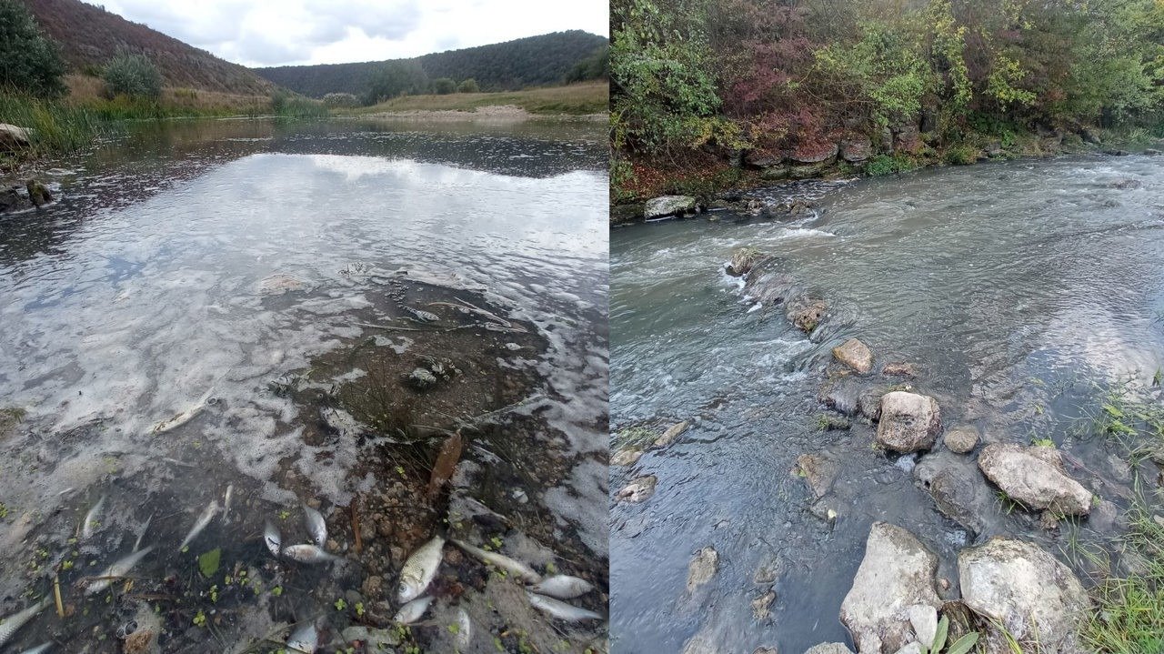 Мёртвая рыба и загрязнённая вода в реке Реут в районе заповедника «Старый Орхей»