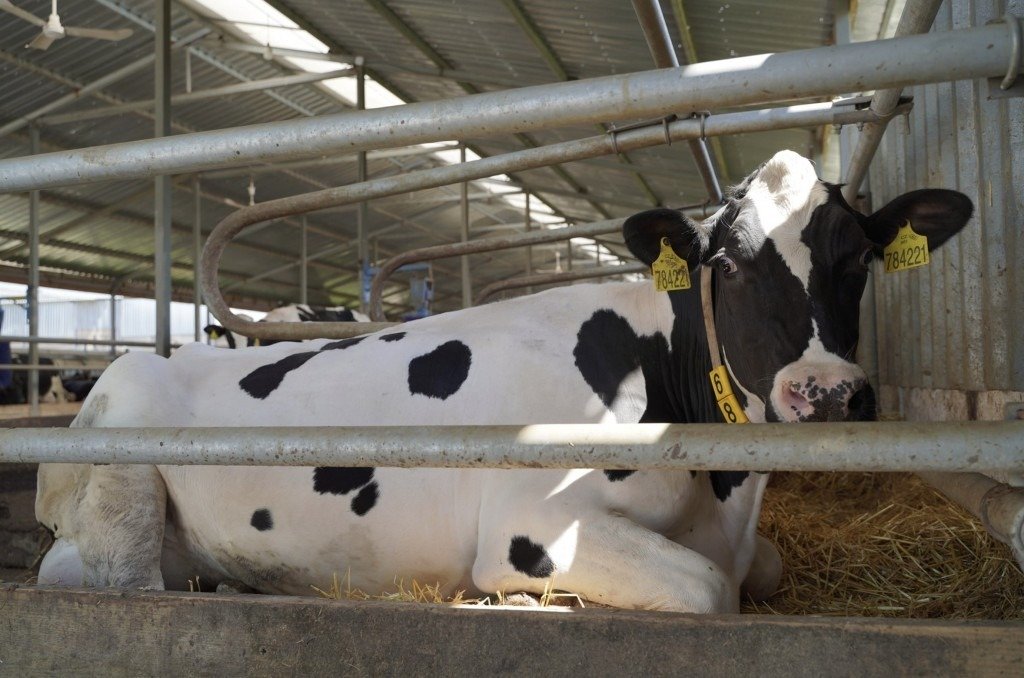 Корова голштинской породы на ферме в Молдове