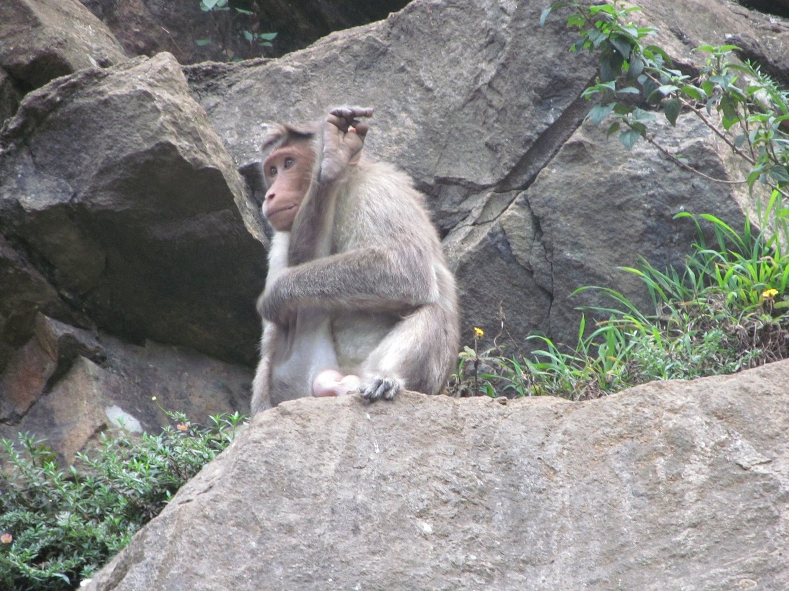 Макак в естественной среде обитания в Индии. Название системы резус-фактора (Rh) происходит от макак-резусов, на которых в 1940 году был впервые обнаружен этот антиген крови