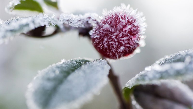 Ягода и листья растения, покрытые инеем после ночных морозов