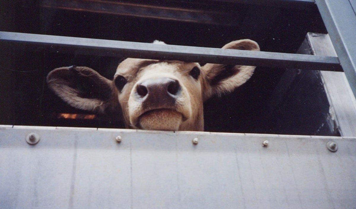 Корова в грузовом транспорте — перевозка скота, контроль за которой усиливается на границе Молдовы