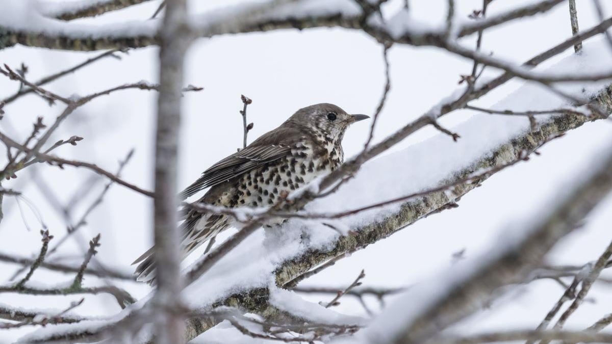Дрозд на заснеженной ветке — холодная погода в Румынии перед Пасхой