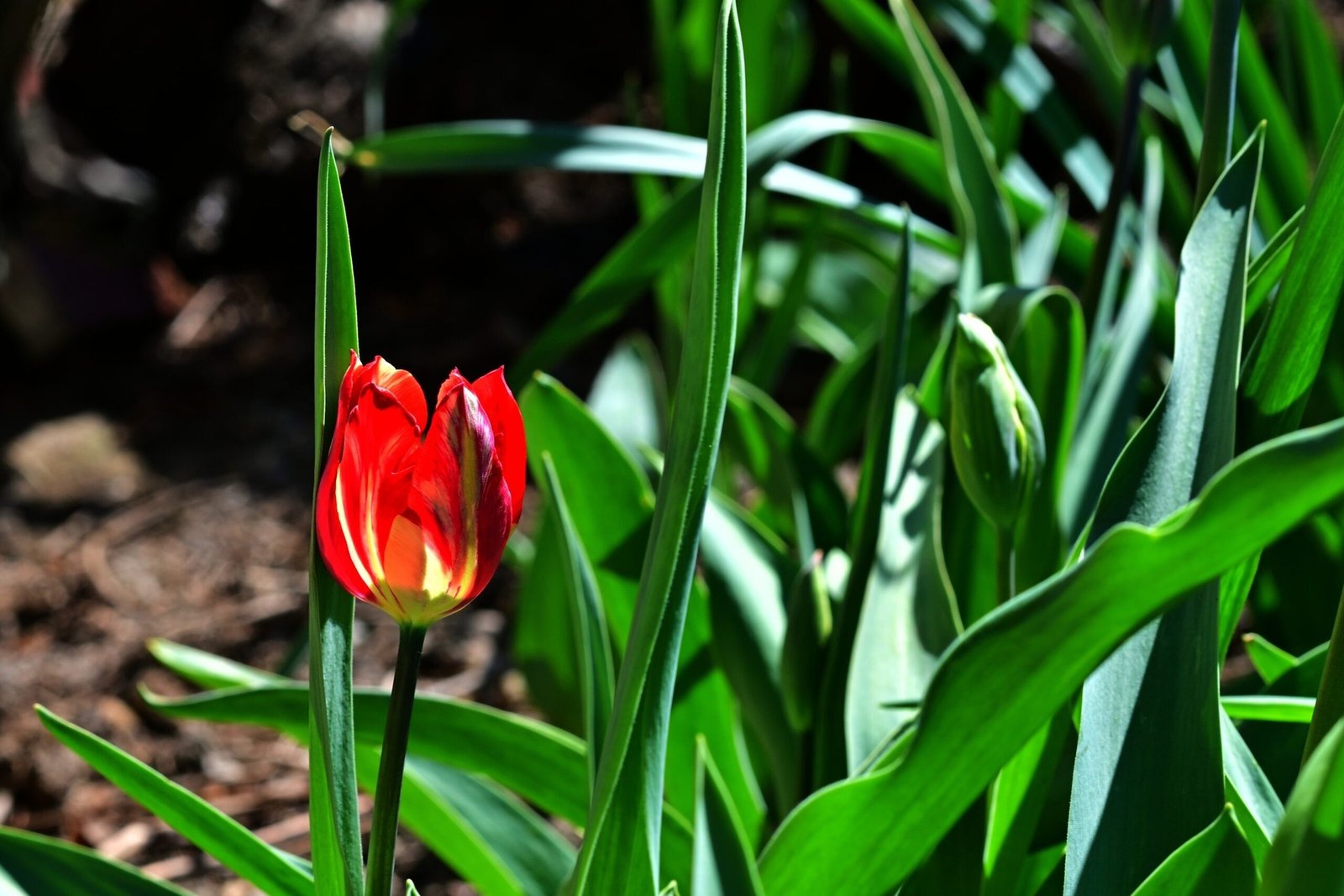 Красный тюльпан распускается в весеннем саду — на равнинах Румынии температура достигает +21 °C