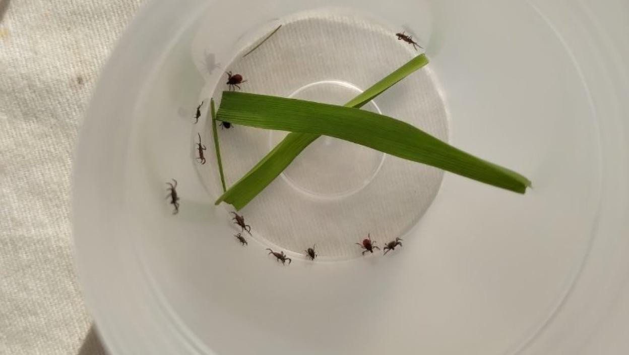 Несколько клещей и травинка в пластиковой чашке — иллюстрация среды обитания клещей