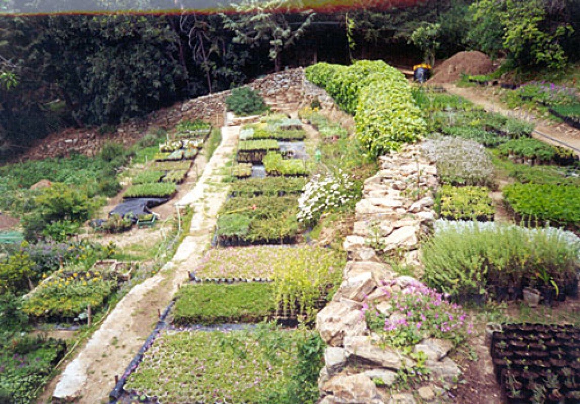 Террасный питомник растений Филодасикийского союза Афин, где выращивают саженцы для восстановления и сохранения флоры Имиттоса