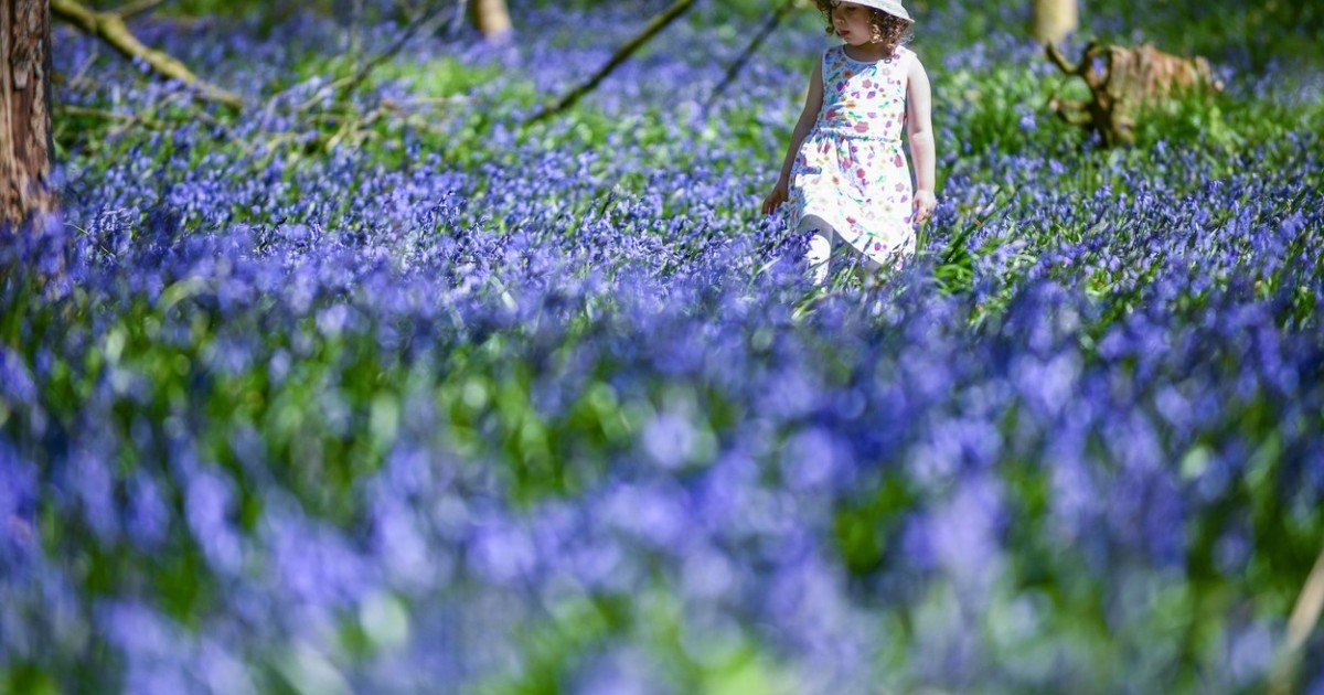 Ребёнок на цветущем весеннем поле — обманчивая весна перед возвращением холодов в Румынию