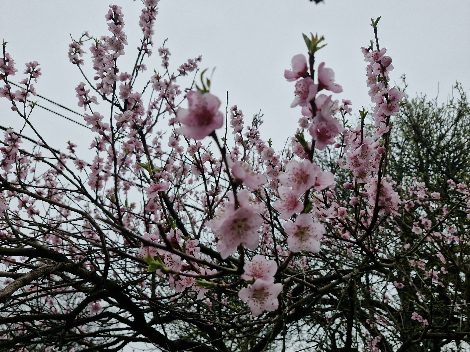 Цветущая вишня на фоне затянутого облаками весеннего неба — затишье перед сменой погоды в Сербии