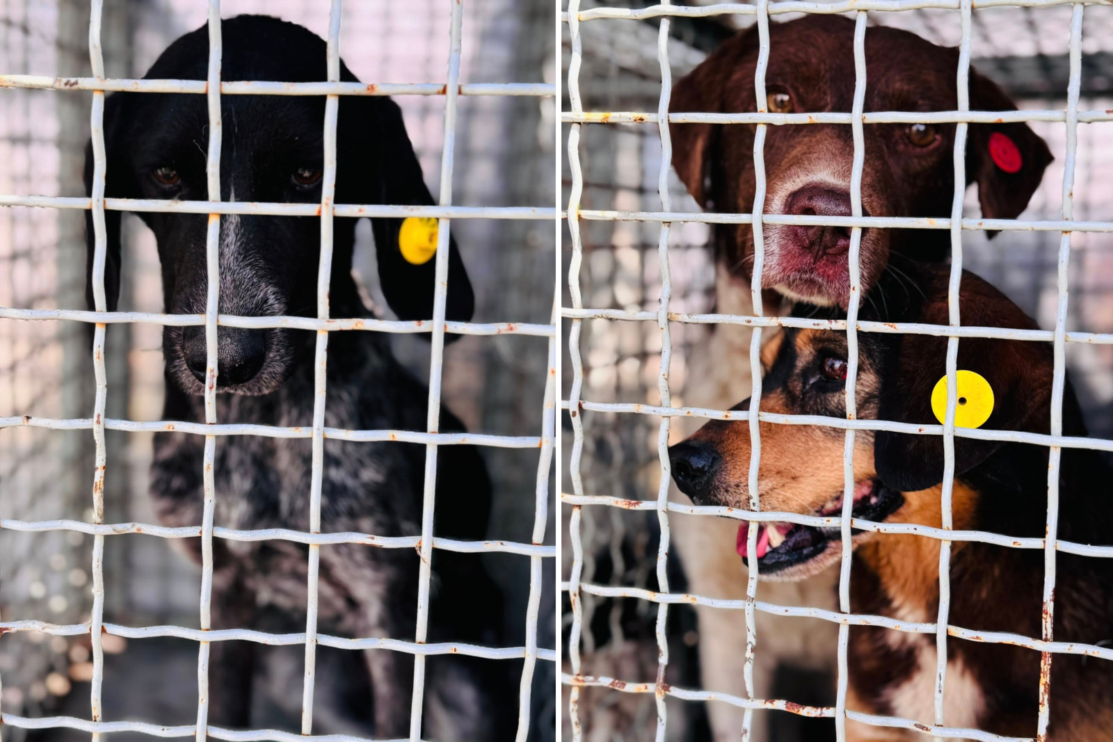Две собаки с цветными ушными бирками смотрят сквозь решётку вольера