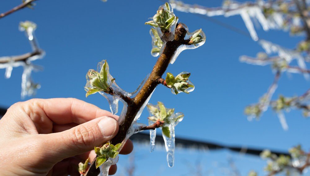 Весенняя ветка дерева покрыта ледяной коркой — заморозки сковали набухающие почки