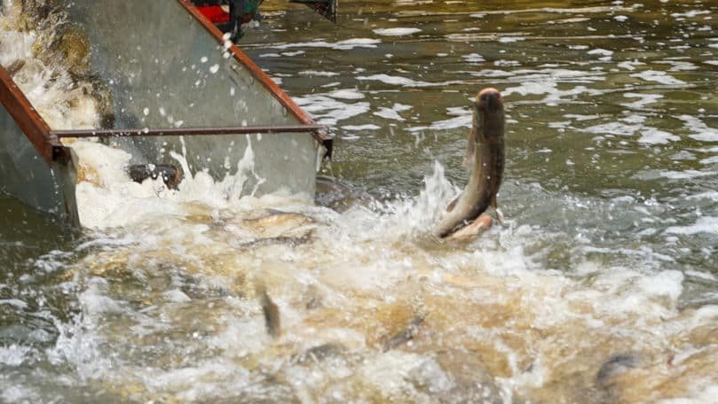 Рыба выпускается в воду из металлического лотка в ходе зарыбления водохранилища Костешть-Стынка на реке Прут