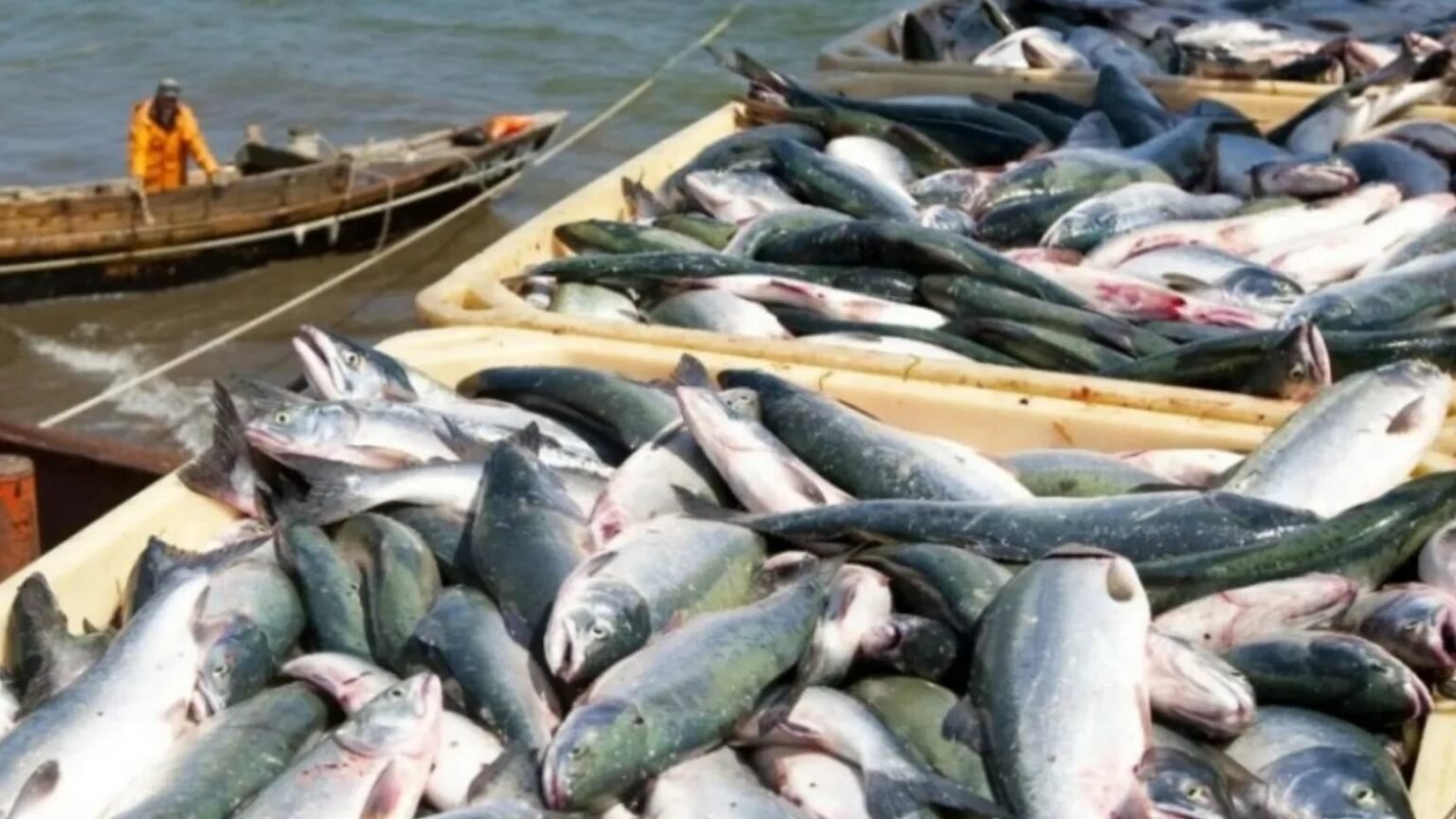 Производство рыбы в Румынии упало в разы — страна закупает за рубежом 87% потребления Свежевыловленная рыба на борту промыслового судна — уловы складываются в контейнеры на фоне водной глади