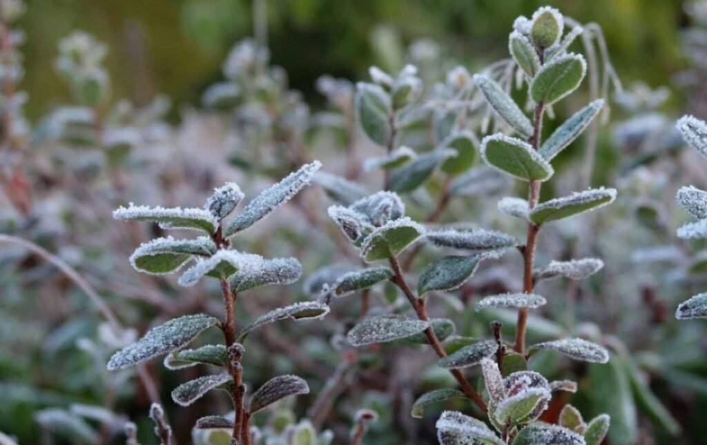 Кустарник, покрытый инеем после ночных заморозков — типичная картина апрельского похолодания в Молдове