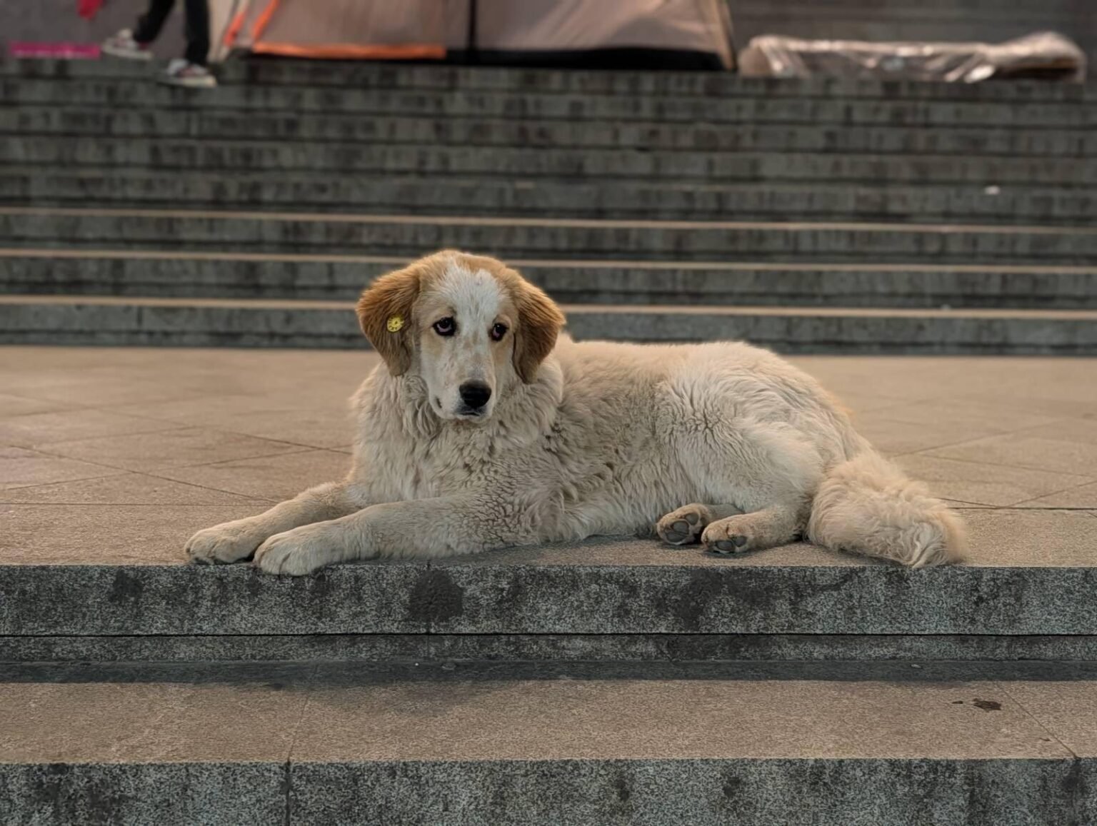 Бездомная собака с жёлтой ушной биркой лежит на бетонных ступенях