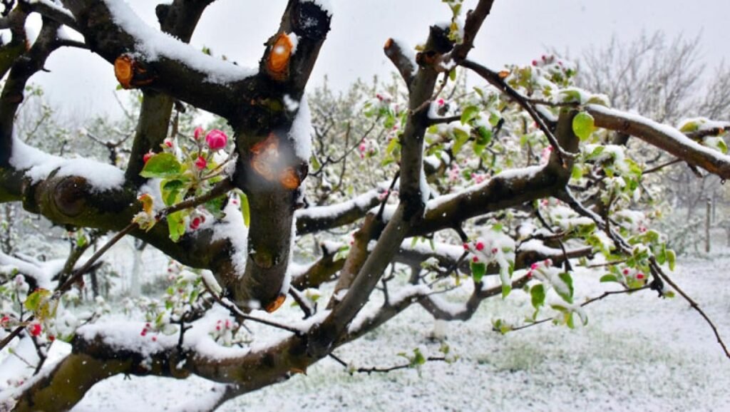 Снег на ветвях цветущего фруктового дерева в саду — поздние весенние заморозки угрожают урожаю