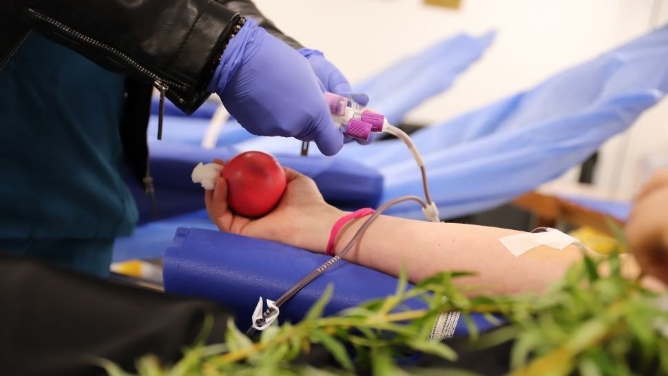 Медсестра в фиолетовых перчатках подключает систему для забора крови к руке донора, на переднем плане — зелёные веточки самшита