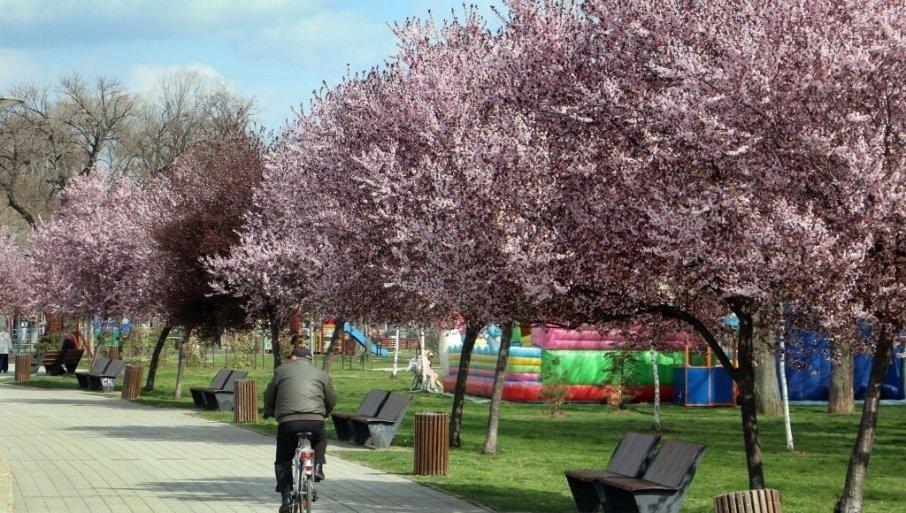 Велосипедист в парке с цветущими вишнями в солнечный день