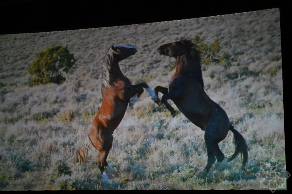 Кадр из документального фильма «Лошадиная сила» на экране кинотеатра — два диких мустанга встают на дыбы в степи