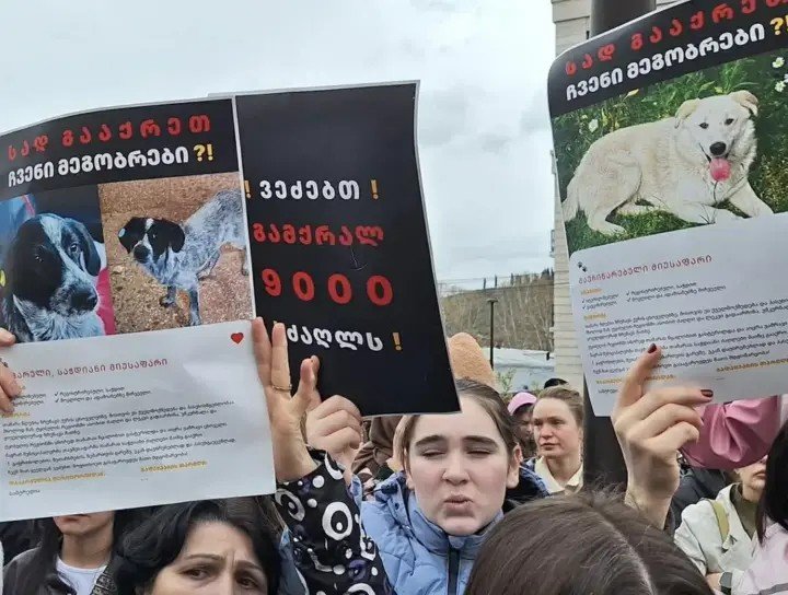 Участники акции протеста держат плакаты с фотографиями собак против программы уничтожения бездомных животных