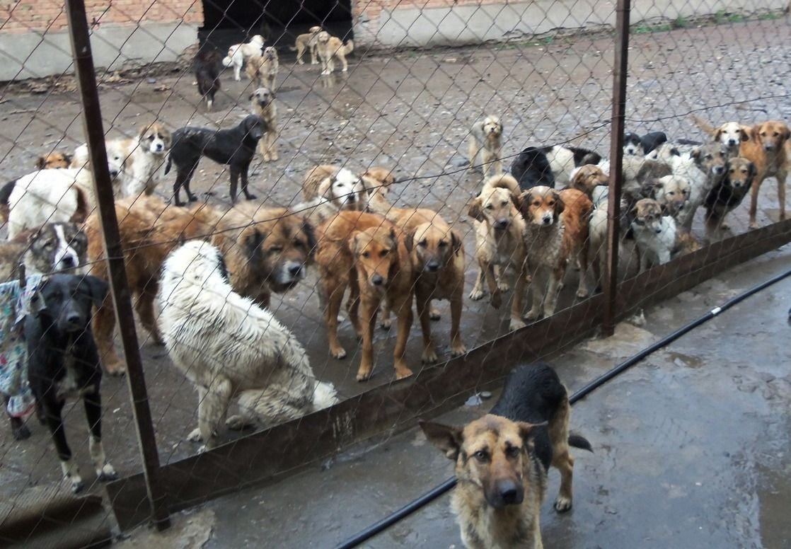Десятки собак за сетчатым ограждением переполненного приюта для бездомных животных